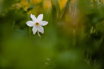 Gordijnen Narcis © Pierre