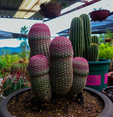 Cactus arcoíris 