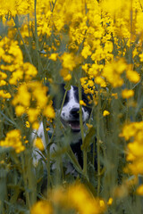 Portret psa rasy Border Collie w polu rzepaku