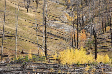 The forest recovers after a forest fire in the mountains