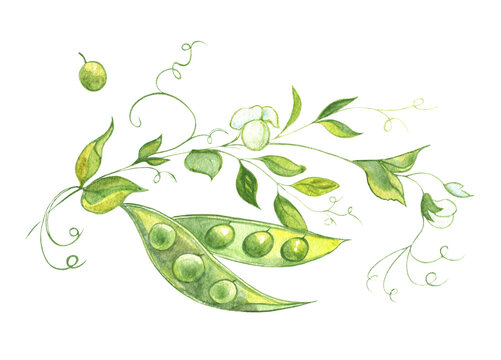 Watercolor image of a pea stalk with leaves, fruits and flowers on a transparent background.