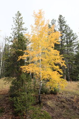 autumn in the forest