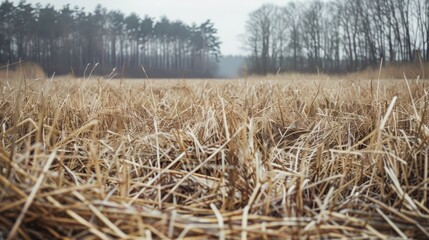 Fototapeta premium Haystack image