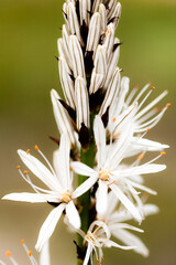 Obraz premium Asphodèle 