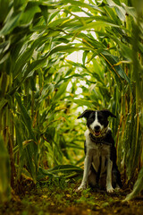 Portret psa rasy Border Collie w polu kukurydzy