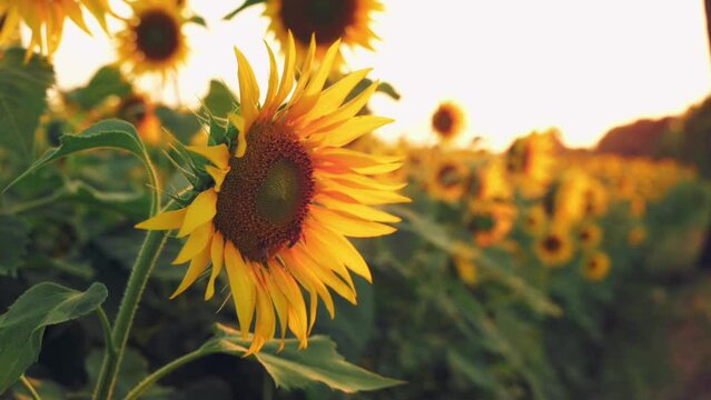 Fully bloomed Sunflowers swaying by the wind during evening time in the golden hour. Honey bee on the sunflower collecting pollens and nectar. Slow motion video with blurred sunflowers at background.