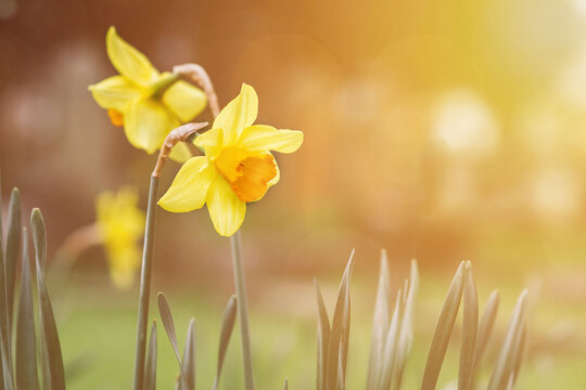 Yellow daffodil flowers on a green forest sunny meadow. Yellow narcissus