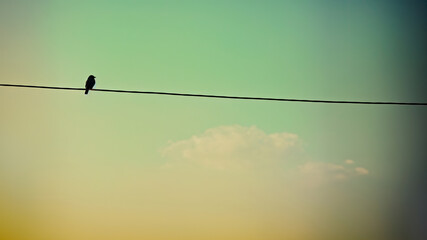 Solitude on a Wire: The Graceful Evening Watch