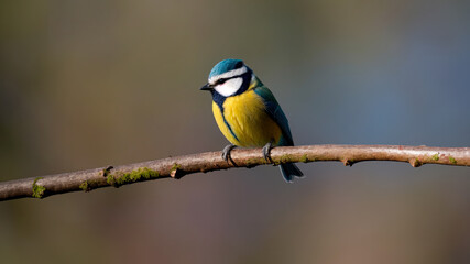 Solitary Spectator: A Blue Tit's Natural Serenity