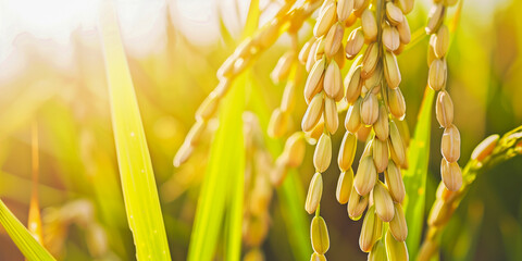 selective focus of mature rice plants heavy with ripened grains - rice cultivation concept - obrazy, fototapety, plakaty