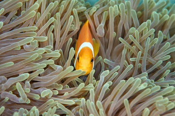 Clownfish Ocellaris symbiotic mutualism with anemone sea	