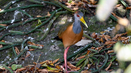 photo of an exotic bird 