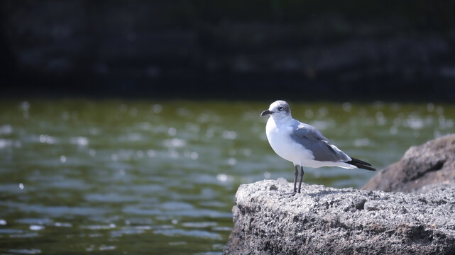 photo of an exotic bird perched on a rock with a river in the background 
