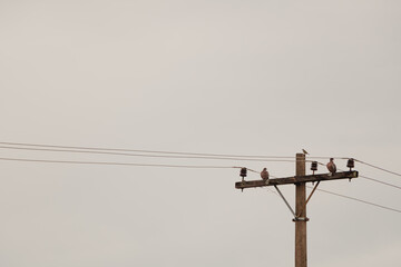 birds on electricity pole in gray city