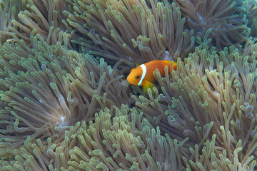 Naklejka na ściany i meble Clownfish Ocellaris symbiotic mutualism with anemone sea 