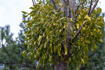 mistletoe growing parasitic on a tree