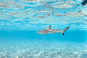 Black tip reef shark carcharhinus melanopterus swimming in lagoon