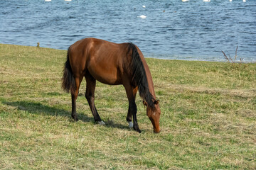 A horse in the pasture by a lake