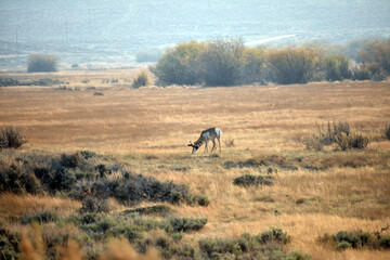 Fototapeta na wymiar Pronghorn in the Fields of Northern Colorado