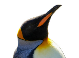 head of a penguin on transparent background isolated on white emperor penguin clipart clip art