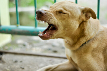 Indonesian brown mongrel dog lays on the ground and yawning.