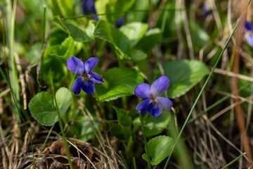 beautiful violet flowers in the wood