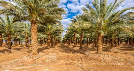 Plantation of date palms for healthy food production. Date palm is iconic ancient plant and famous food crop in the Middle East and North Africa, it has been cultivated for 5000 years - 762632377