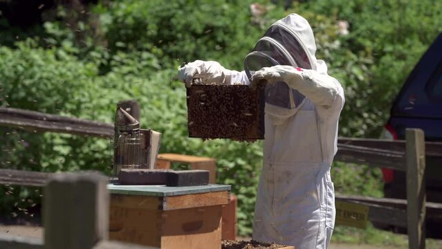 Vancouver, British Columbia, Canada &ndash; May 27, 2020. Bee Keeper Tending a Hive 4K UHD. A beekeeper cleaning and inspecting a bee hive. 4K, UHD. Vancouver, British Columbia, Canada. 4K UHD.

