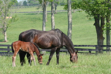 Mare and foal grazing