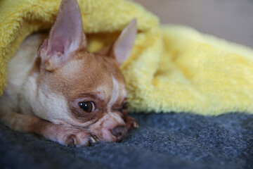 Funny chihuahua dog lying on the bed