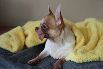 Funny chihuahua dog lying on the bed