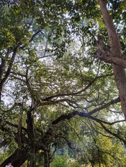 trees in the forest