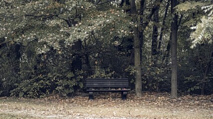 A lone bench sits beneath a canopy of trees, its simple design inviting quiet contemplation.