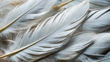 gentle white feathers creating a tranquil and soft textured background image