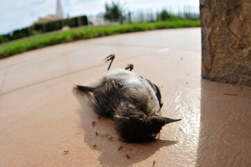 Dead bird