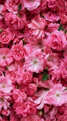 Vibrant Pink Roses In Full Bloom During Springtime