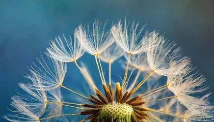 Foto op Plexiglas close up of dandelion on the blue background © Faith