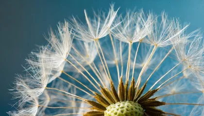  close up of dandelion on the blue background © Faith