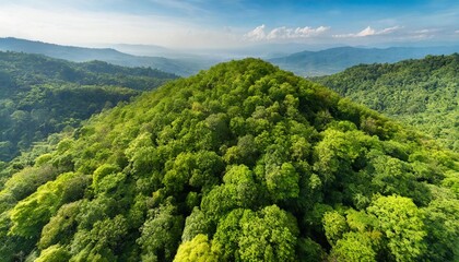 aerial top view of green trees in forest drone view of dense green tree captures co2 green tree nature background for carbon neutrality and net zero emissions concept sustainable green environment - obrazy, fototapety, plakaty