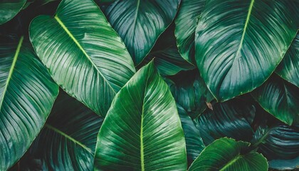 closeup tropical green leaves texture and dark tone process abstract nature pattern background