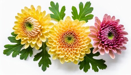chrysanthemum flower heads with green leaves isolated on white background closeup garden flowers set no shadows top view flat lay - obrazy, fototapety, plakaty