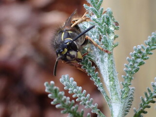 Common Wasp (Vespula vulgaris)