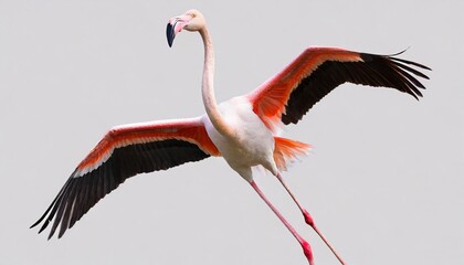 greater flamingo phoenicopterus roseus png isolated on transparent background