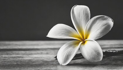 Fototapeta na wymiar black and white frangipani flower