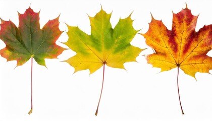 collection autumn maple leaves isolated on white background