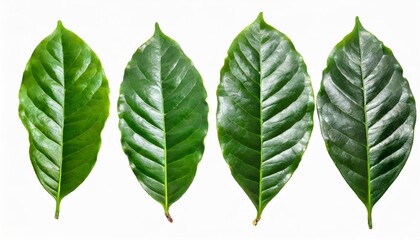 set of green coffee leaf isolated on white background - obrazy, fototapety, plakaty
