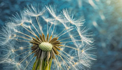 Foto op Canvas close up of dandelion on the blue background © Faith