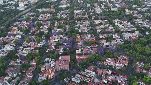 Aerial view captures a jacaranda tree amidst red roofed buildings in Coyoacan, Mexico City