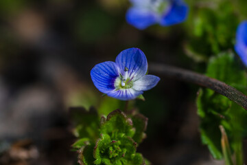Veronica filiformis (Slender speedwell) in natural habitat 