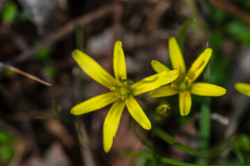 Fototapeta premium Yellow Star-Of-Bethlehem (Gagea lutea)